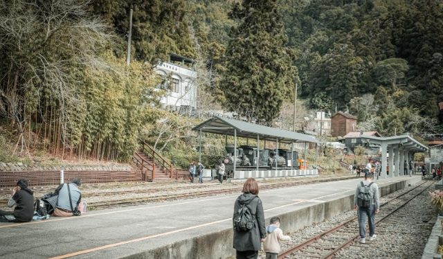 奮起湖杉林棧道