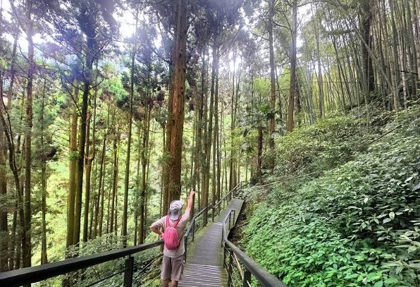 奮起湖杉林棧道