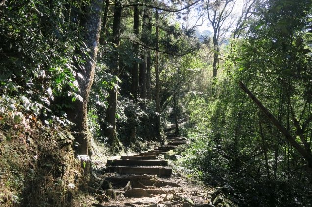 奮起湖杉林棧道