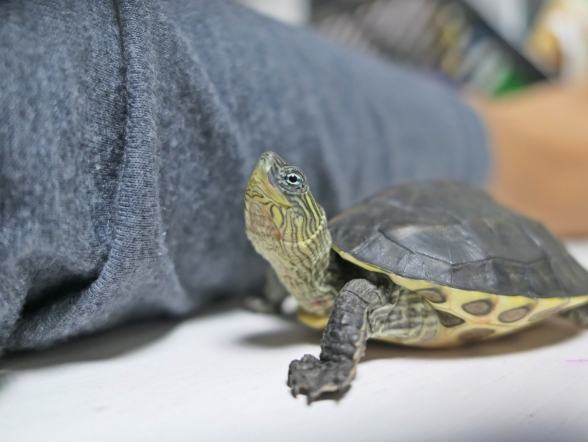 烏龜嘴巴一直開合：原因、症狀、治療與預防全解析