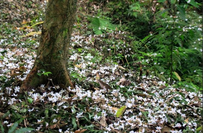 桐花步道攻略 桐花步道攻略