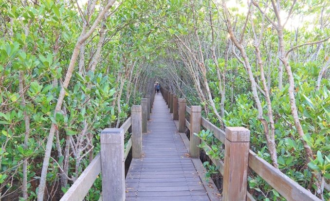 新豐紅樹林開放時間