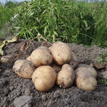 馬鈴薯熱量計算