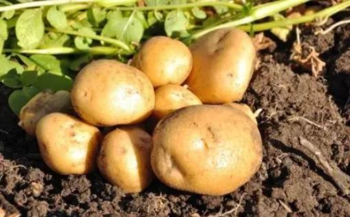 馬鈴薯營養成分