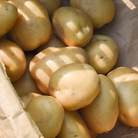 馬鈴薯營養價值