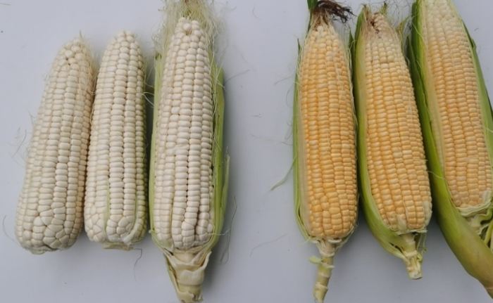 甜玉米熱量計算