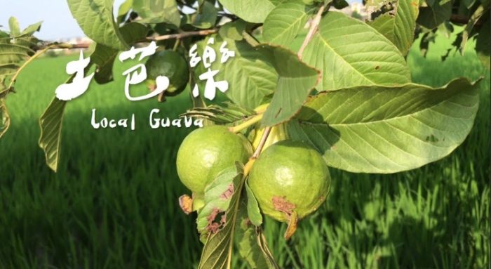 曬乾芭樂葉用途 曬乾芭樂葉用途