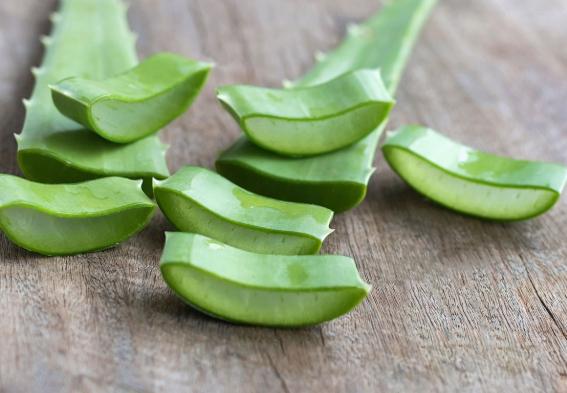 芦荟的功效治疗全指南：从皮肤护理到内服保健的天然疗法