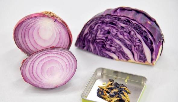 紫椰菜副作用