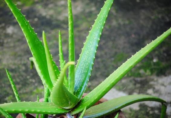 芦荟健康益处