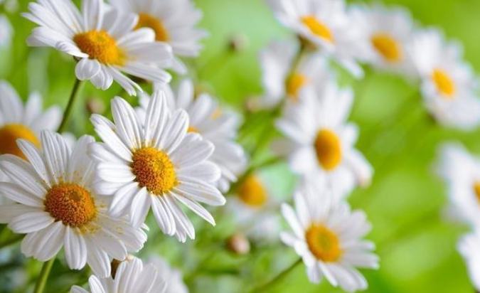 洋甘菊茶怎麼泡 洋甘菊茶怎麼泡