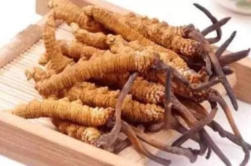 冬蟲夏草 護腎 冬蟲夏草 護腎