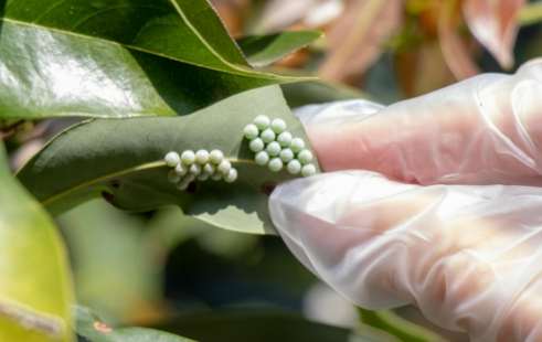 荔枝椿象生物防治 荔枝椿象生物防治