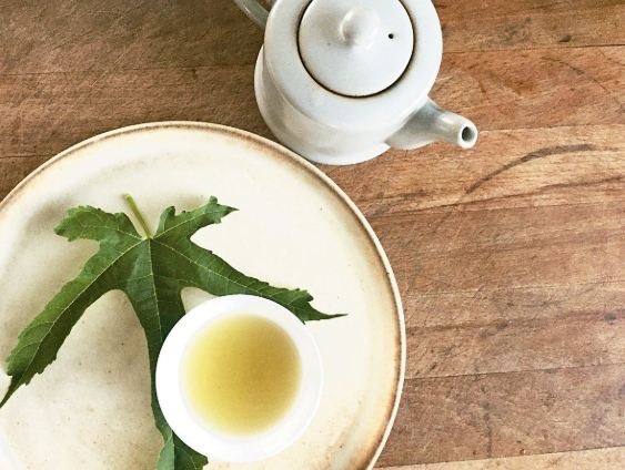 桑葉茶飲用劑量