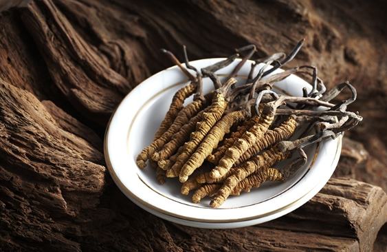 腎虛 冬蟲夏草 腎虛 冬蟲夏草