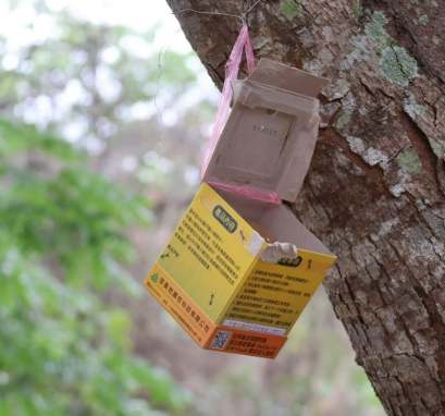 荔枝椿象防治方法 荔枝椿象防治方法