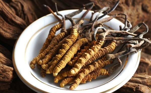 冬蟲夏草 腎功效 冬蟲夏草 腎功效