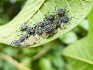 荔枝椿象卵防治