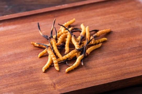 冬蟲夏草 護腎 冬蟲夏草 護腎