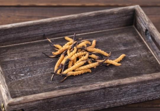 冬蟲夏草 腎功效 冬蟲夏草 腎功效