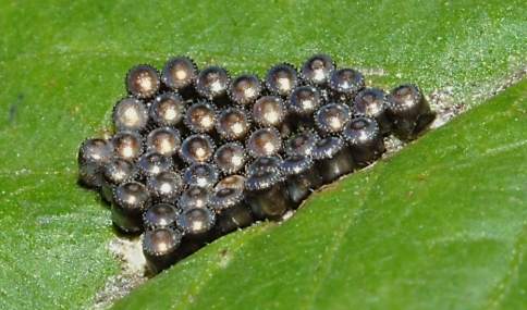 荔枝椿象卵防治