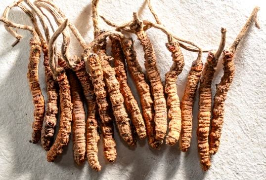 腎虛 冬蟲夏草 腎虛 冬蟲夏草