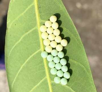 荔枝椿象危害 荔枝椿象危害