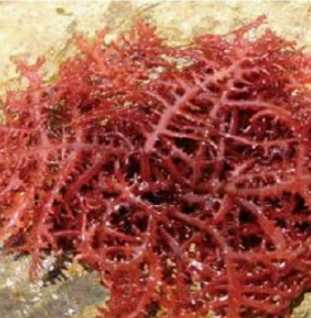 蝦紅素葉黃素比較