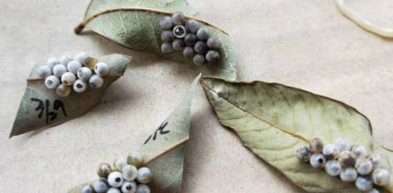 荔枝椿象卵識別