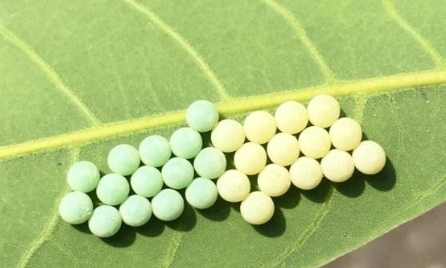 荔枝椿象卵識別