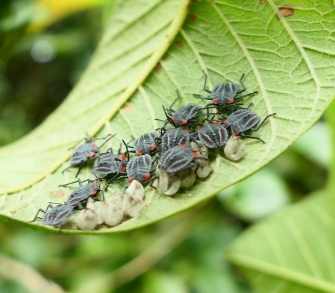 荔枝椿象防治全攻略：有效方法與實用技巧