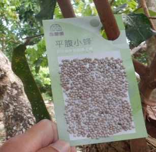 荔枝椿象危害 荔枝椿象危害