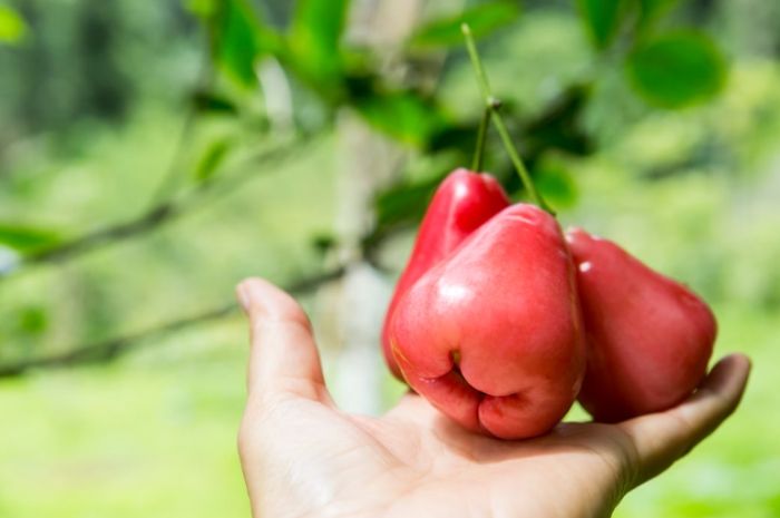 蓮霧甜度提升 蓮霧甜度提升