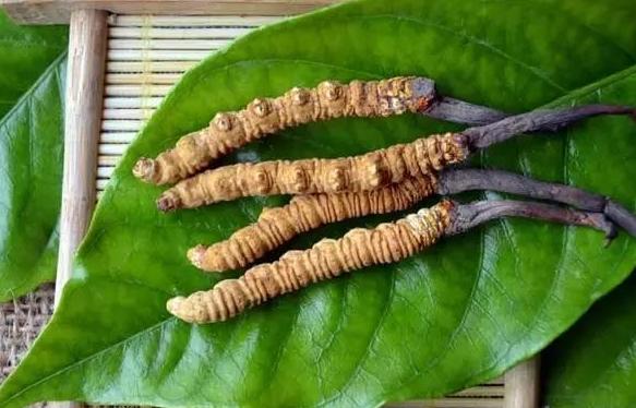 冬蟲夏草服用頻率