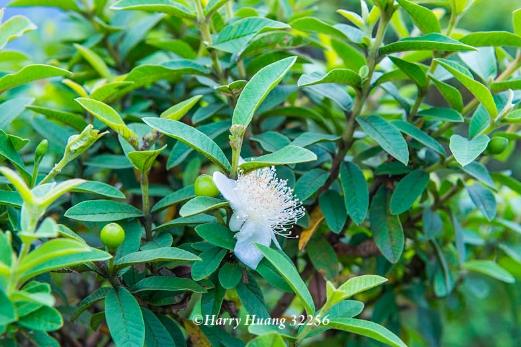 自製芭樂葉茶 自製芭樂葉茶