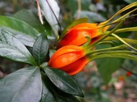 梔子功效與副作用