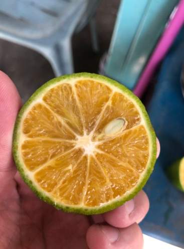 柳丁和橘子有什麼不同