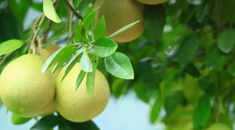 柚子不能和什麼一起吃