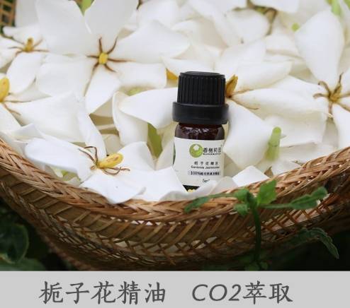 梔子花精油使用注意事項