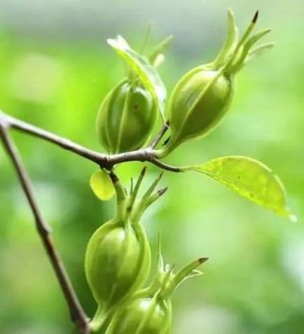 梔子功效與作用