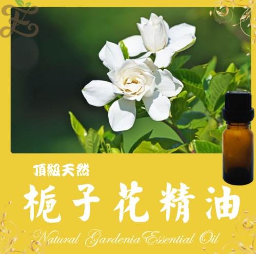 梔子花精油使用注意事項