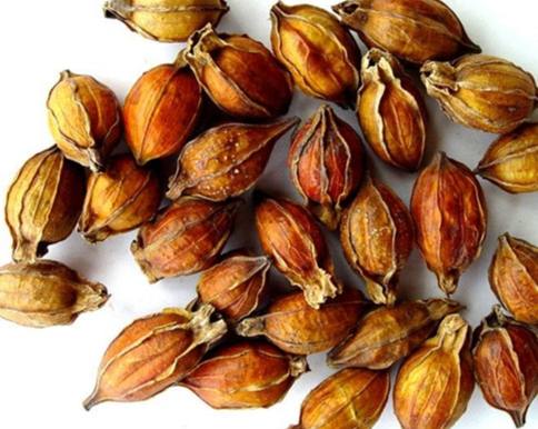 梔子功效與作用