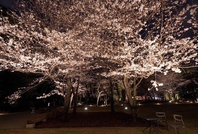 庭園美術館賞櫻指南