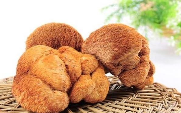 猴頭菇增乳 猴頭菇增乳