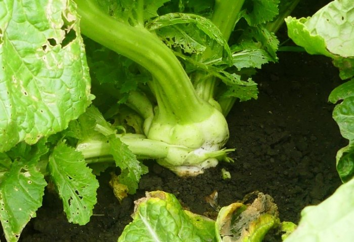 莖瘤芥兒菜食譜 莖瘤芥兒菜食譜