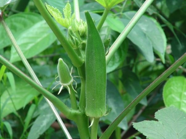 秋葵降血糖 秋葵降血糖