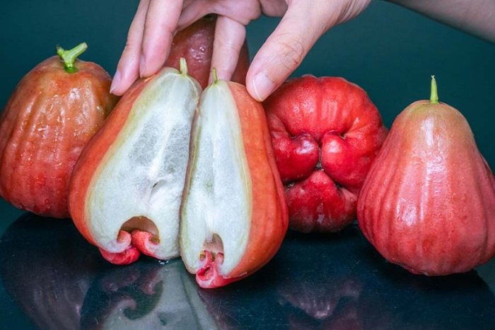 蓮霧甜度提升 蓮霧甜度提升