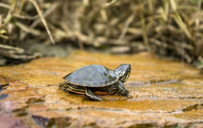 烏龜疾病自癒 烏龜疾病自癒