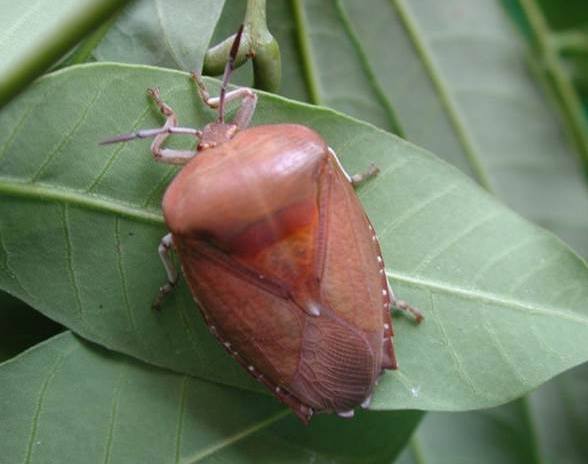 椿象防治 椿象防治