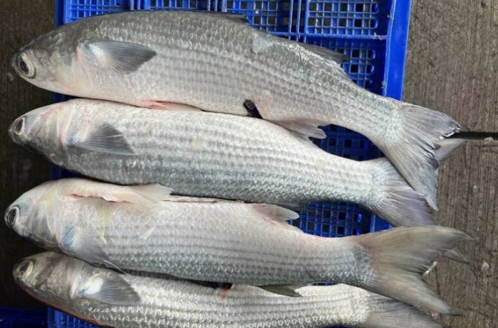 烏魚安全食用 烏魚安全食用